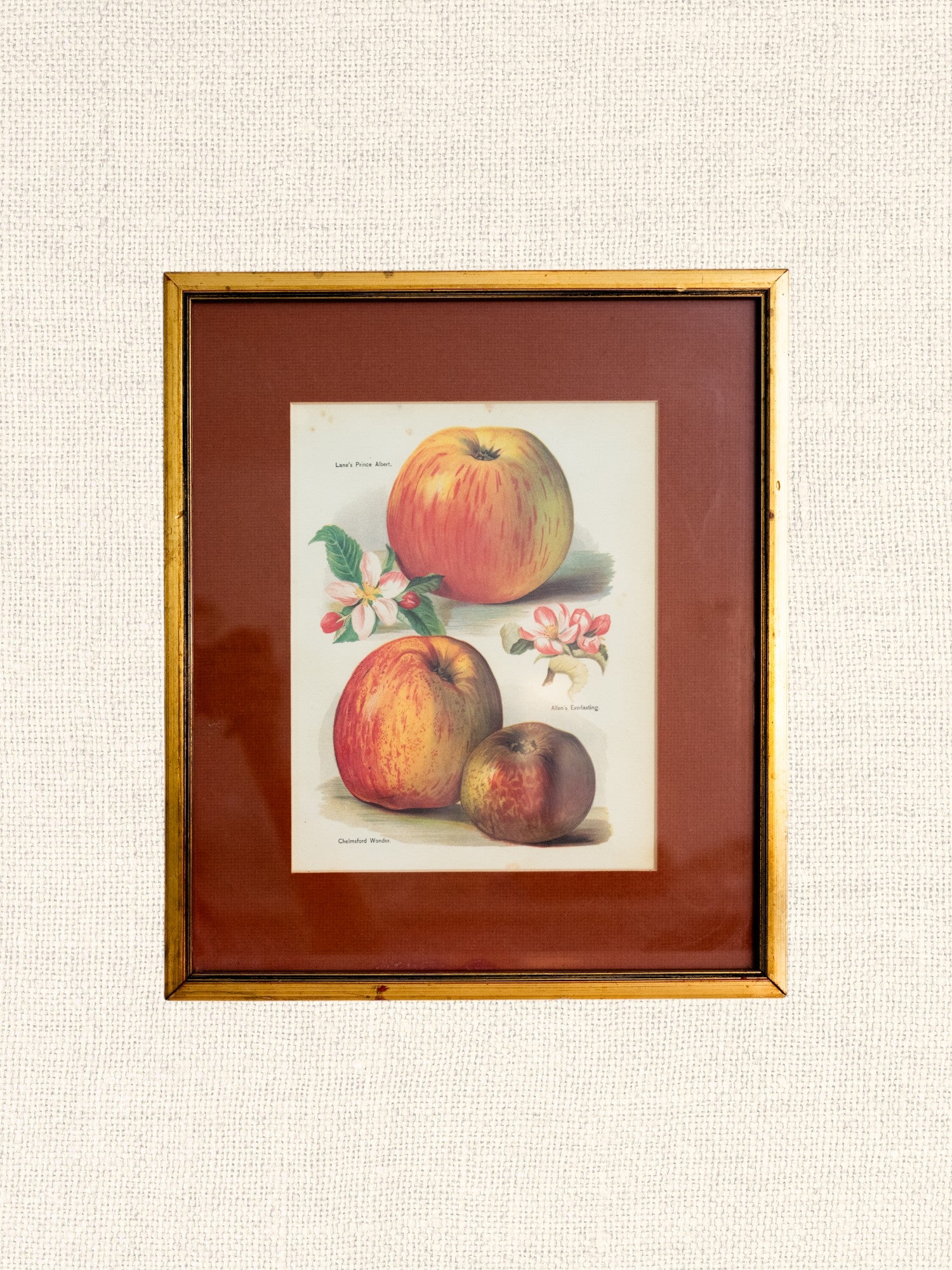 Vintage French Art | Framed Fruits | Apple