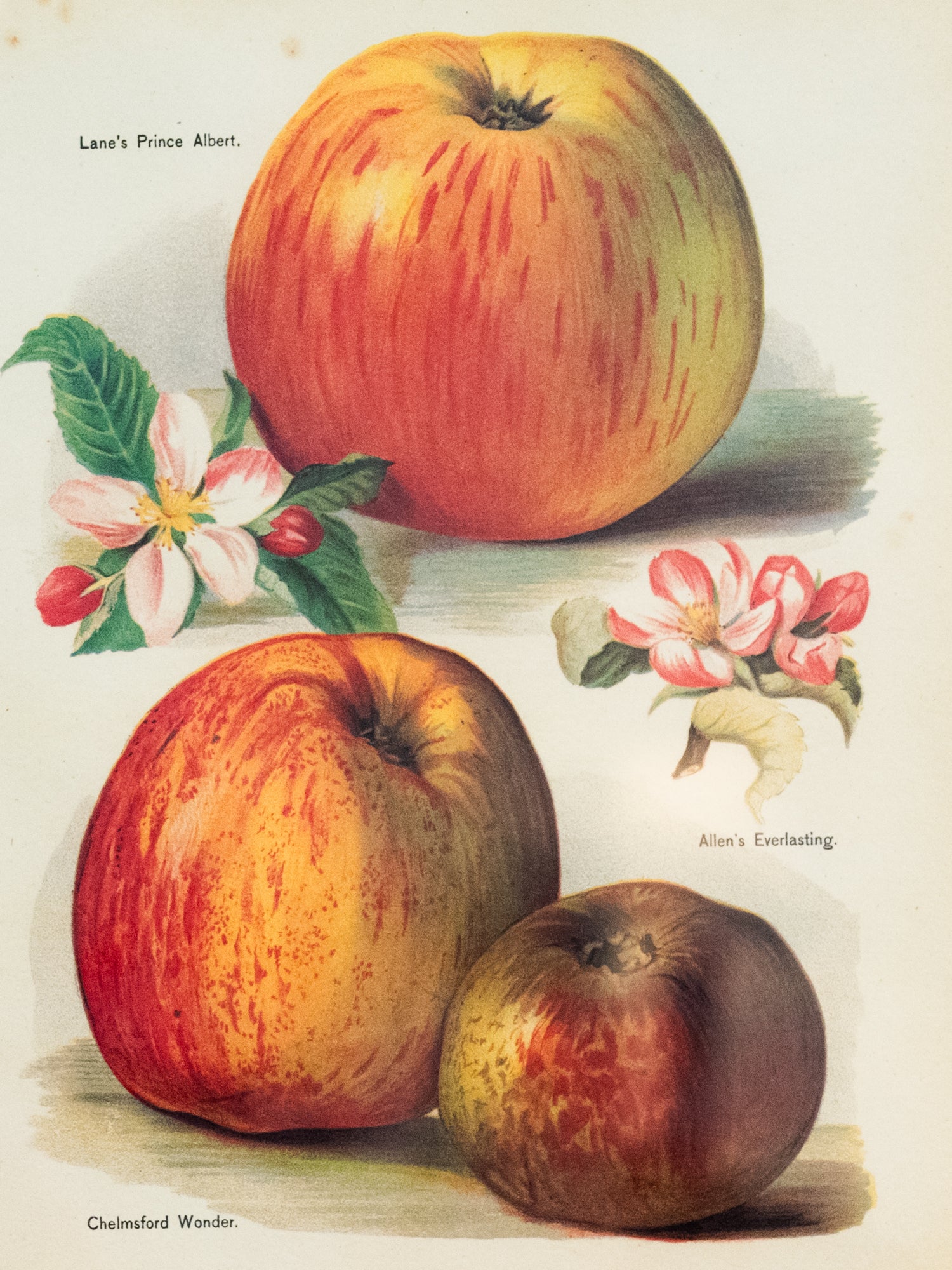 Vintage French Art | Framed Fruits | Apple