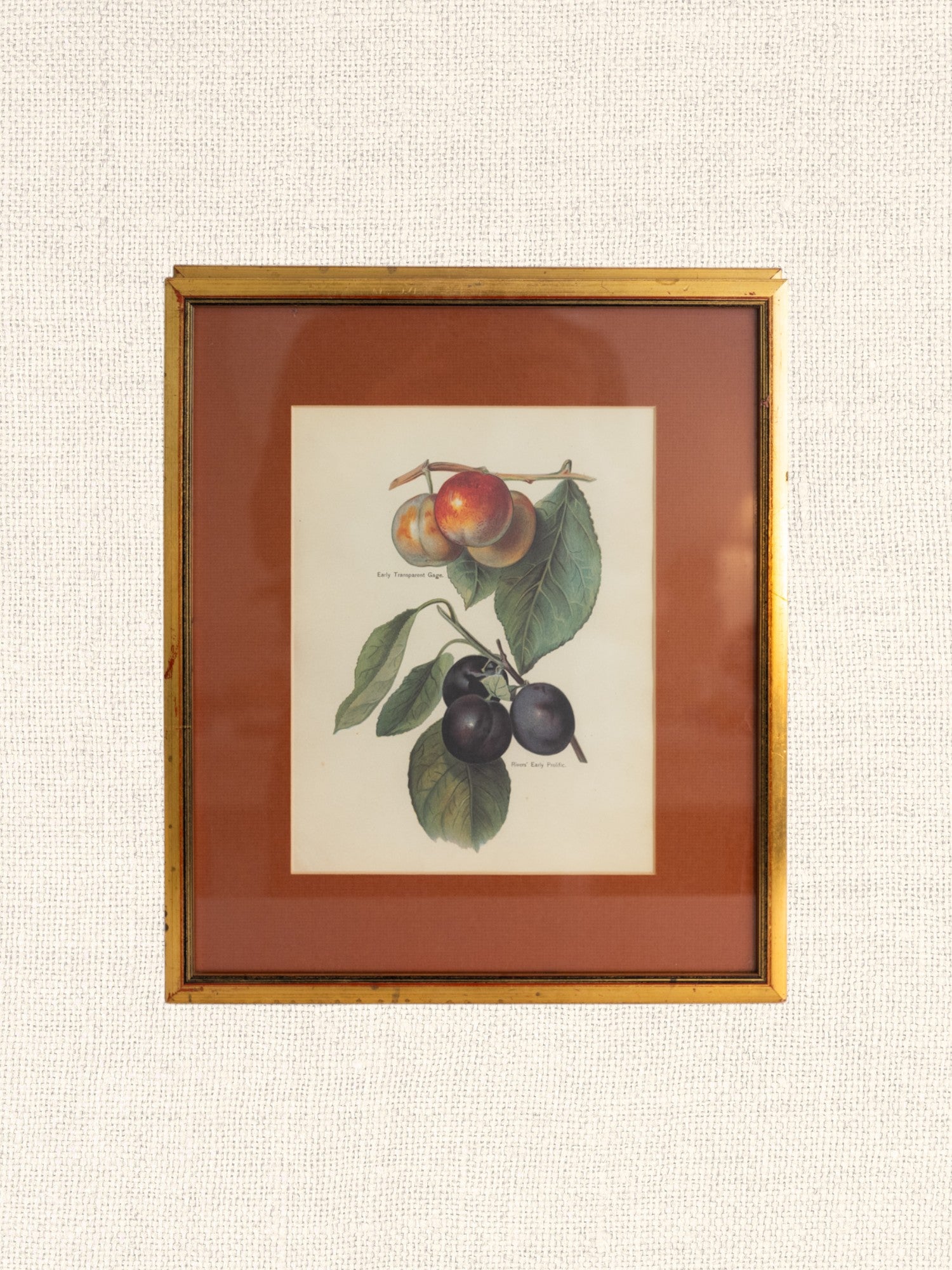 Vintage French Art | Framed Fruits | Plum