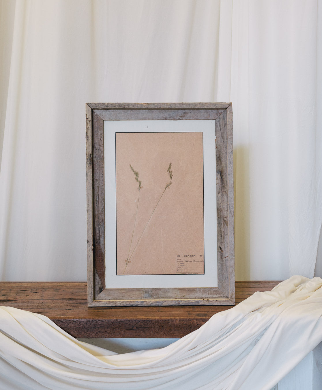 Framed Antique French Dried Botanicals