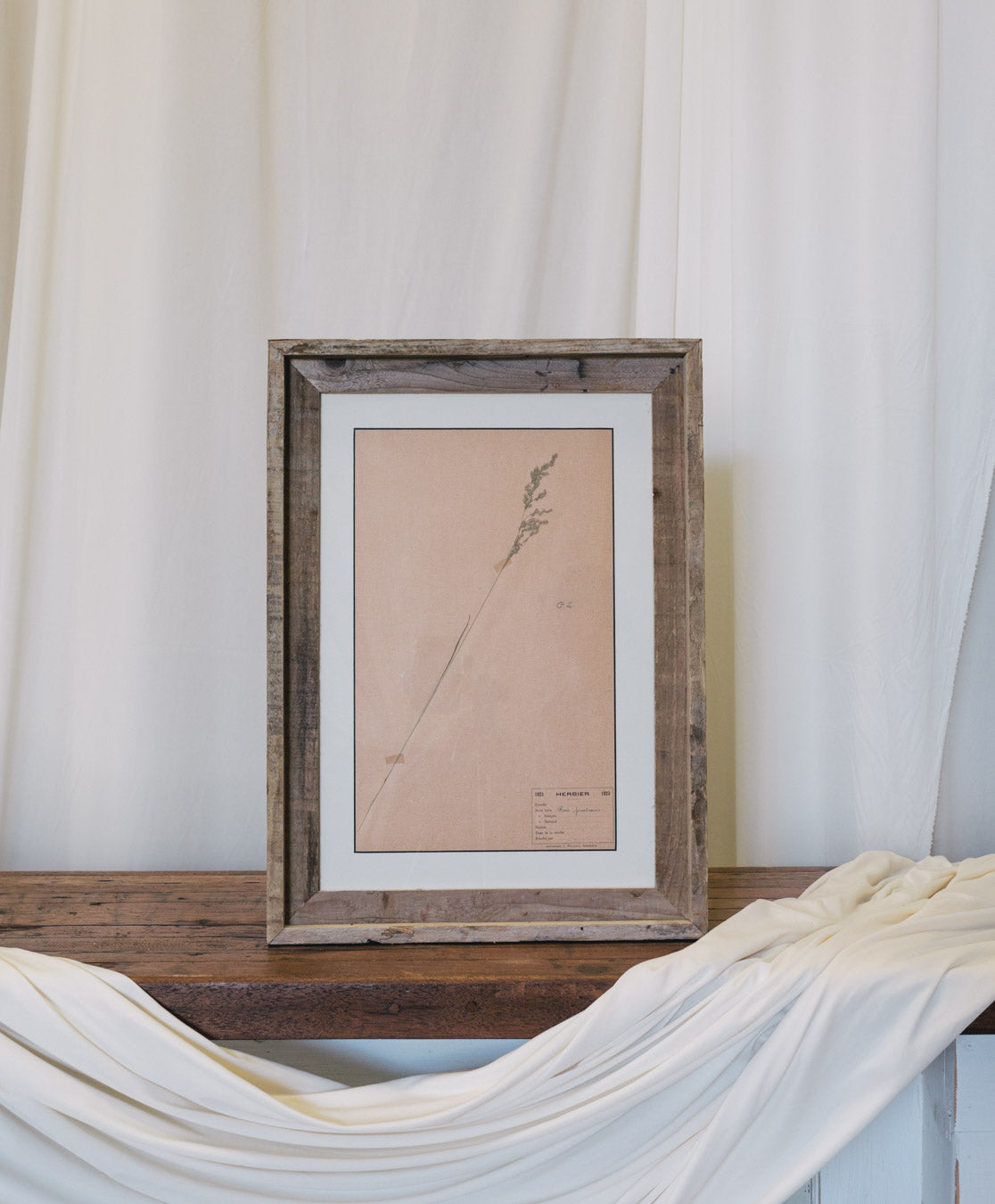 Framed Antique French Dried Botanicals