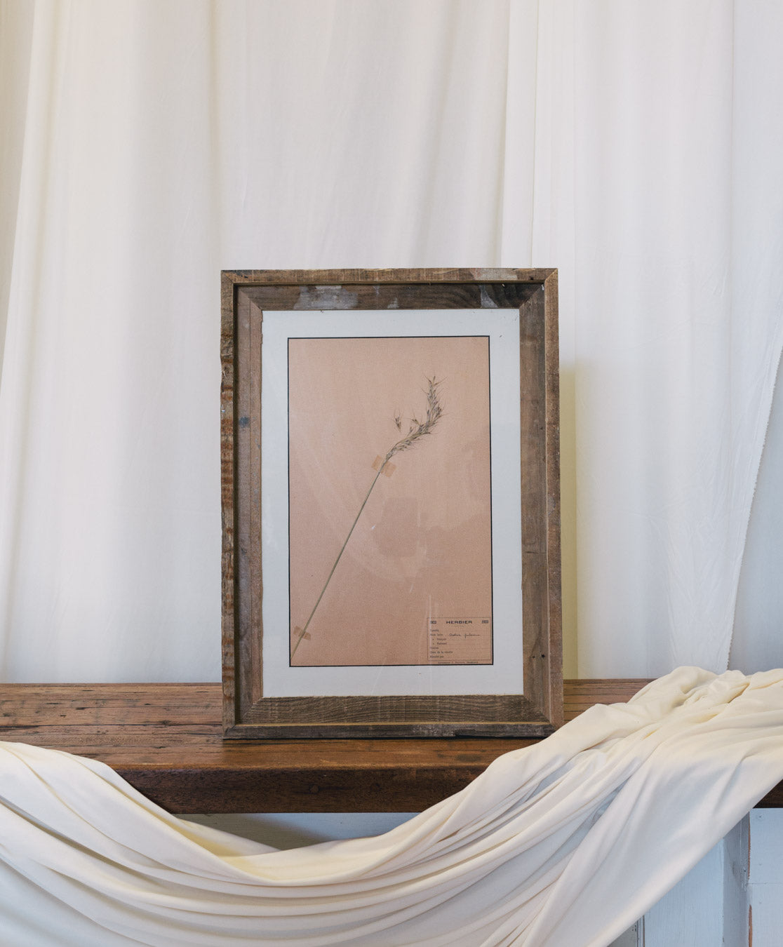 Framed Antique French Dried Botanicals