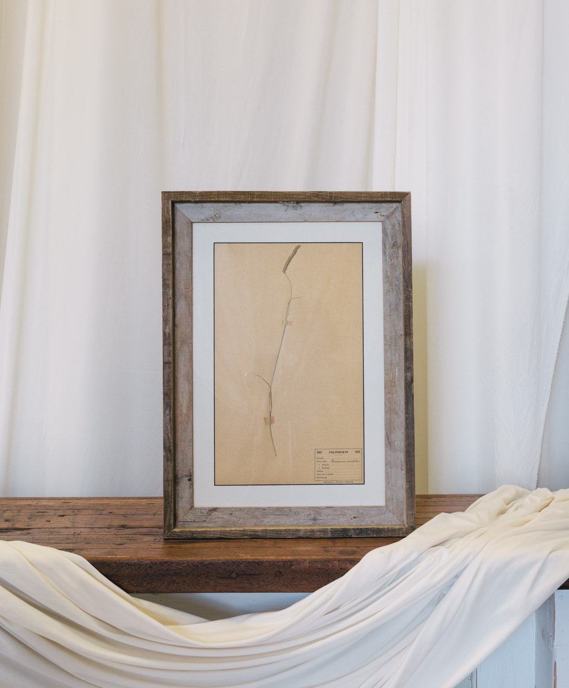 Framed Antique French Dried Botanicals
