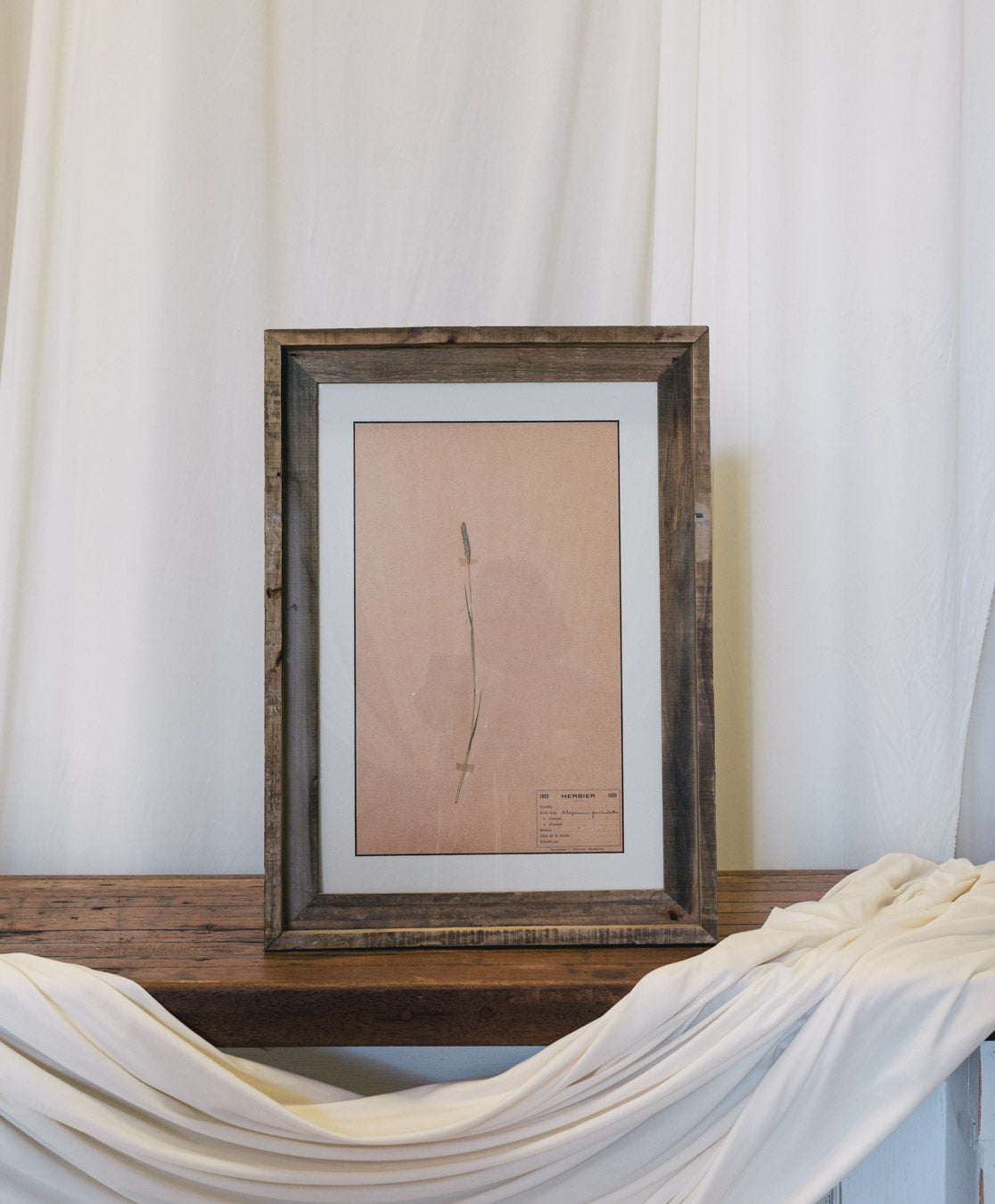 Framed Antique French Dried Botanicals