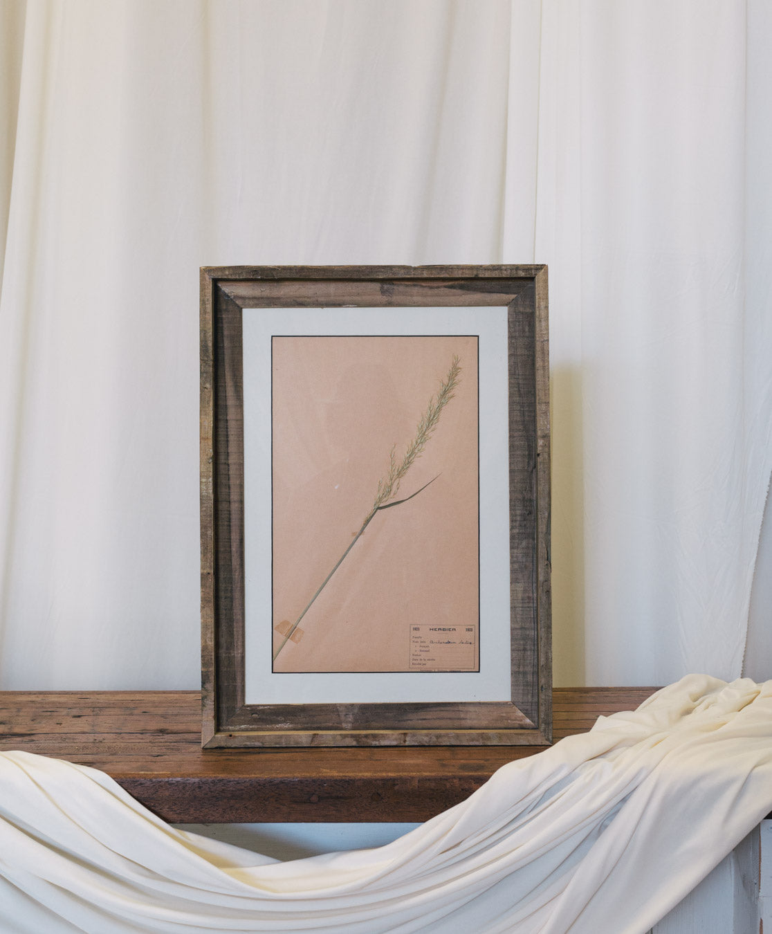 Framed Antique French Dried Botanicals