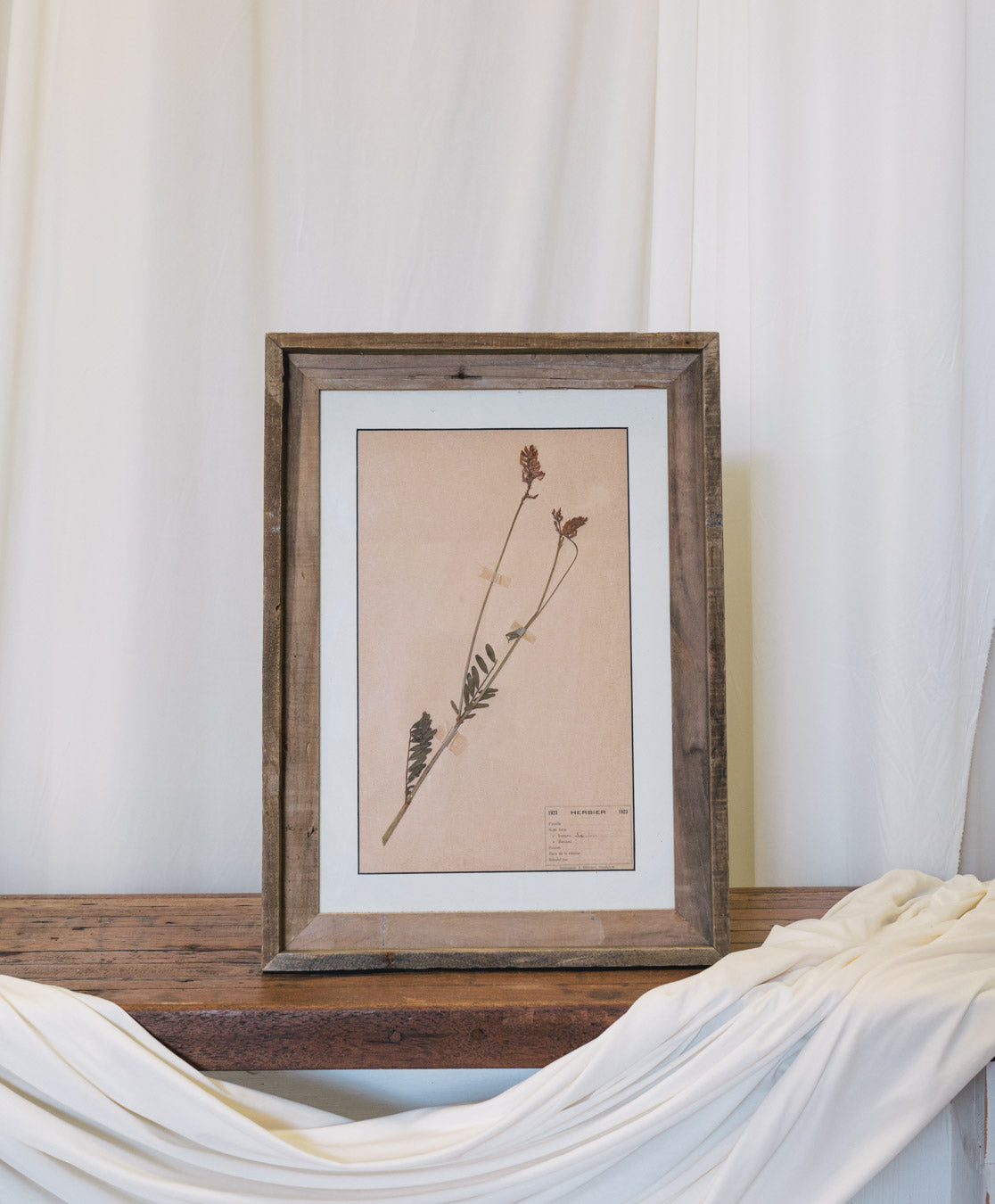 Framed Antique French Dried Botanicals