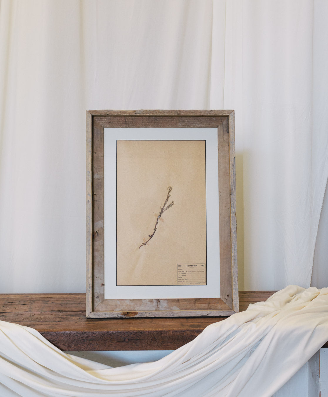 Framed Antique French Dried Botanicals
