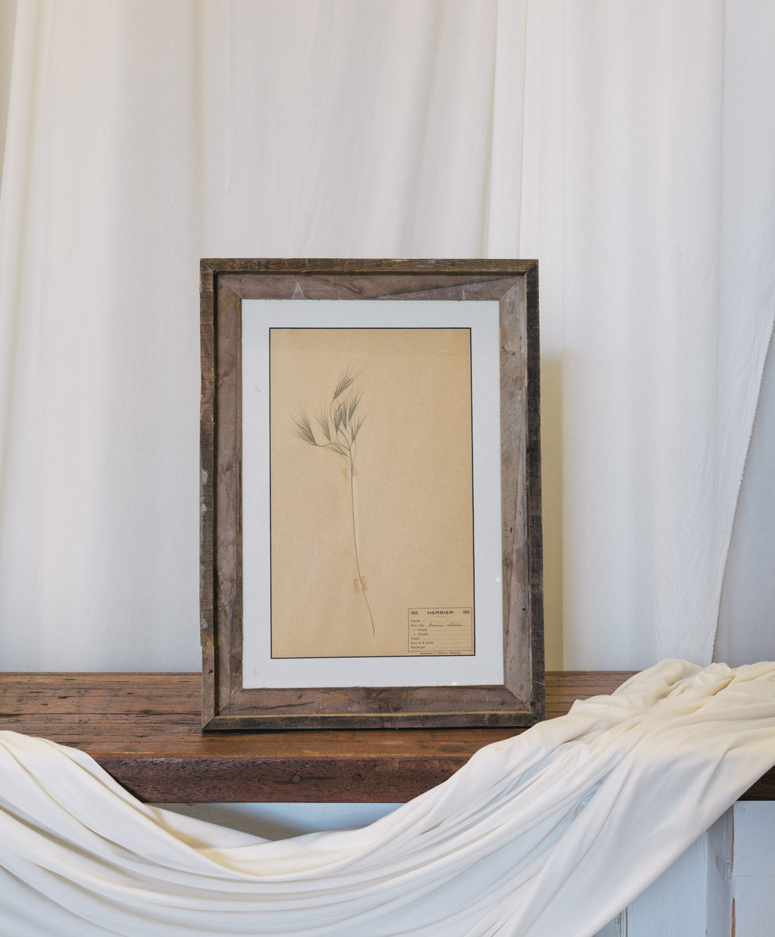 Framed Antique French Dried Botanicals