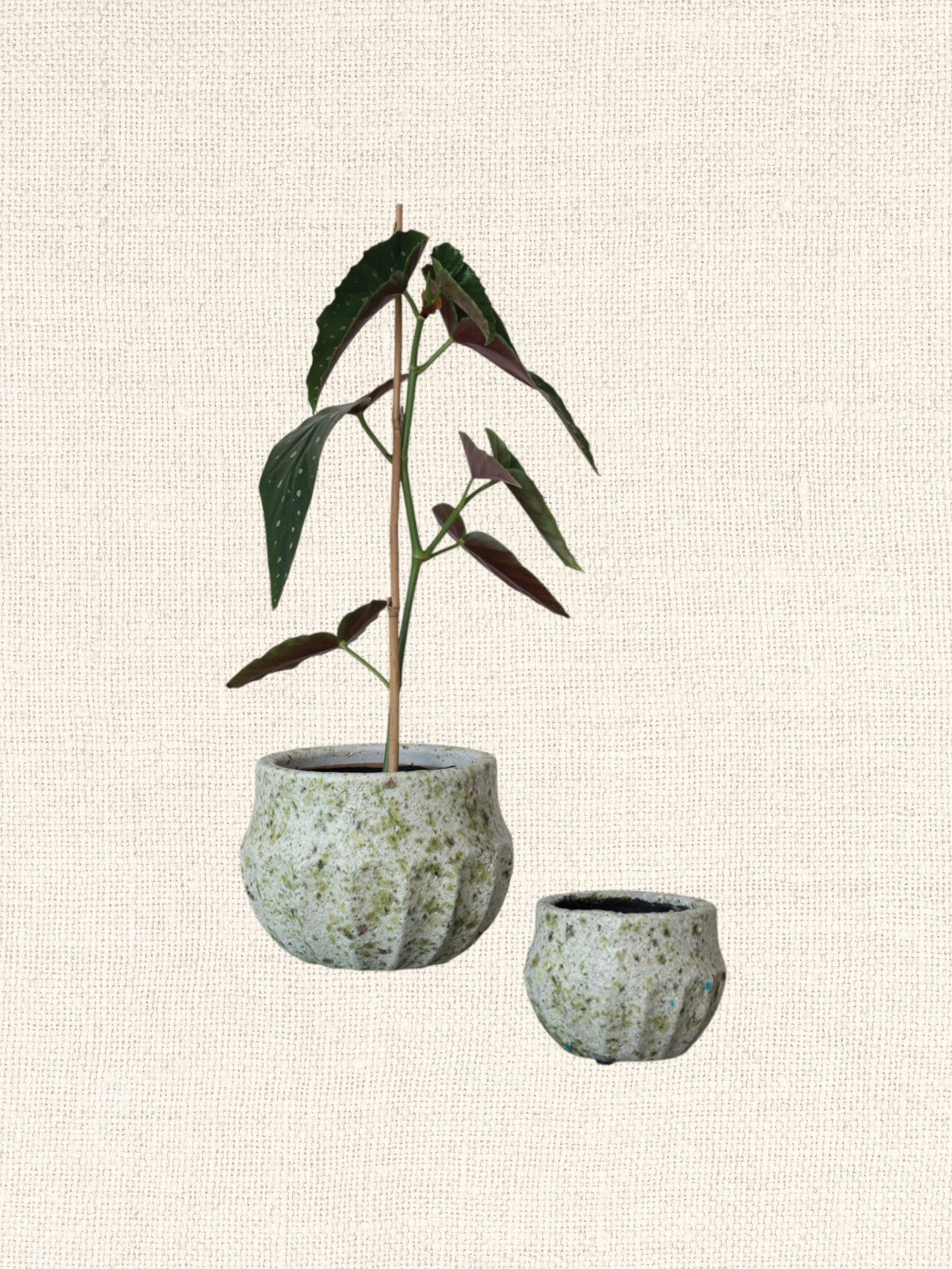 Terra-cotta Planter | Crackle Glaze | Terrazzo Finish