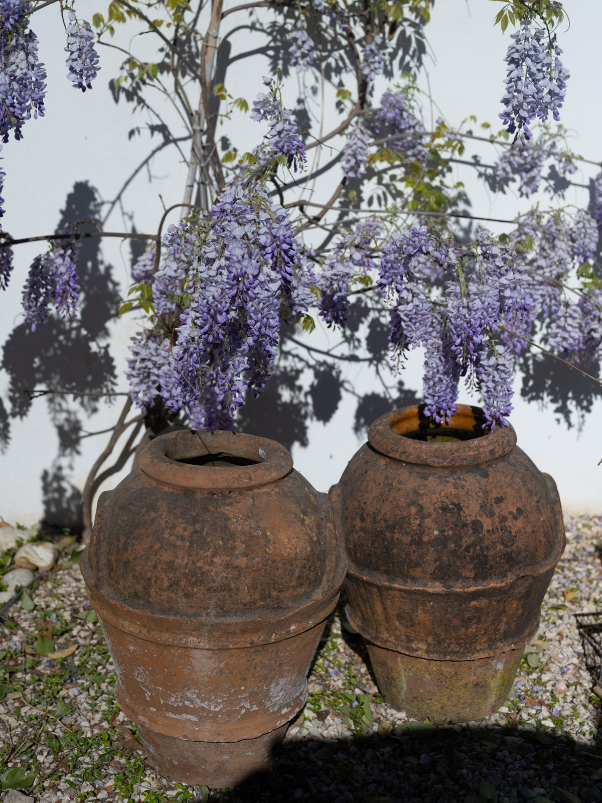 Antique French Olive Jar | Ribbed Collar