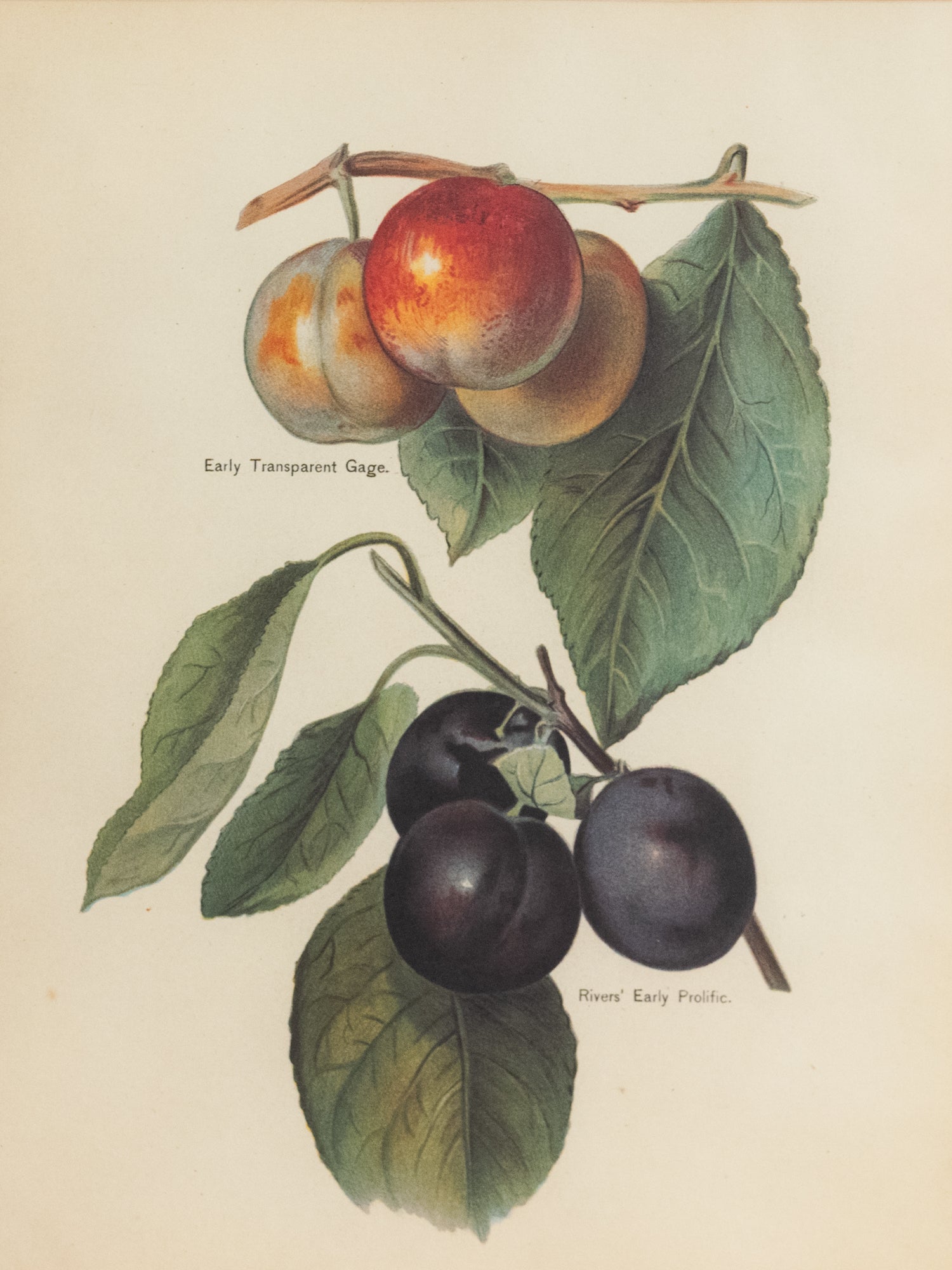 Vintage French Art | Framed Fruits | Plum
