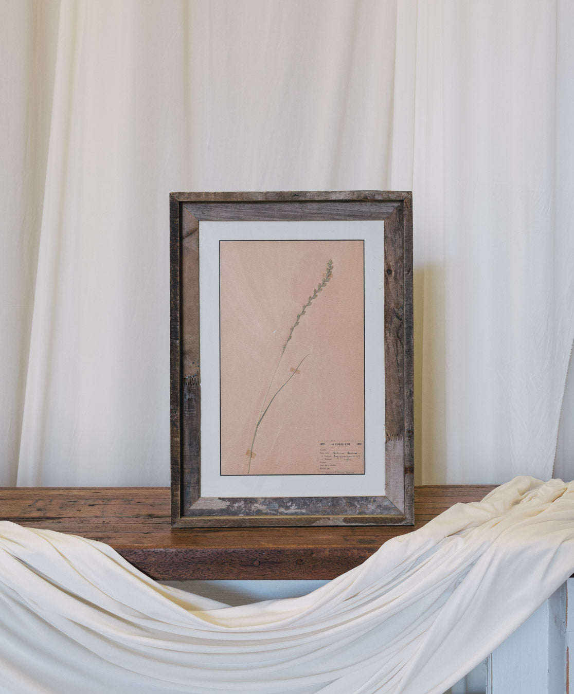 Framed Antique French Dried Botanicals