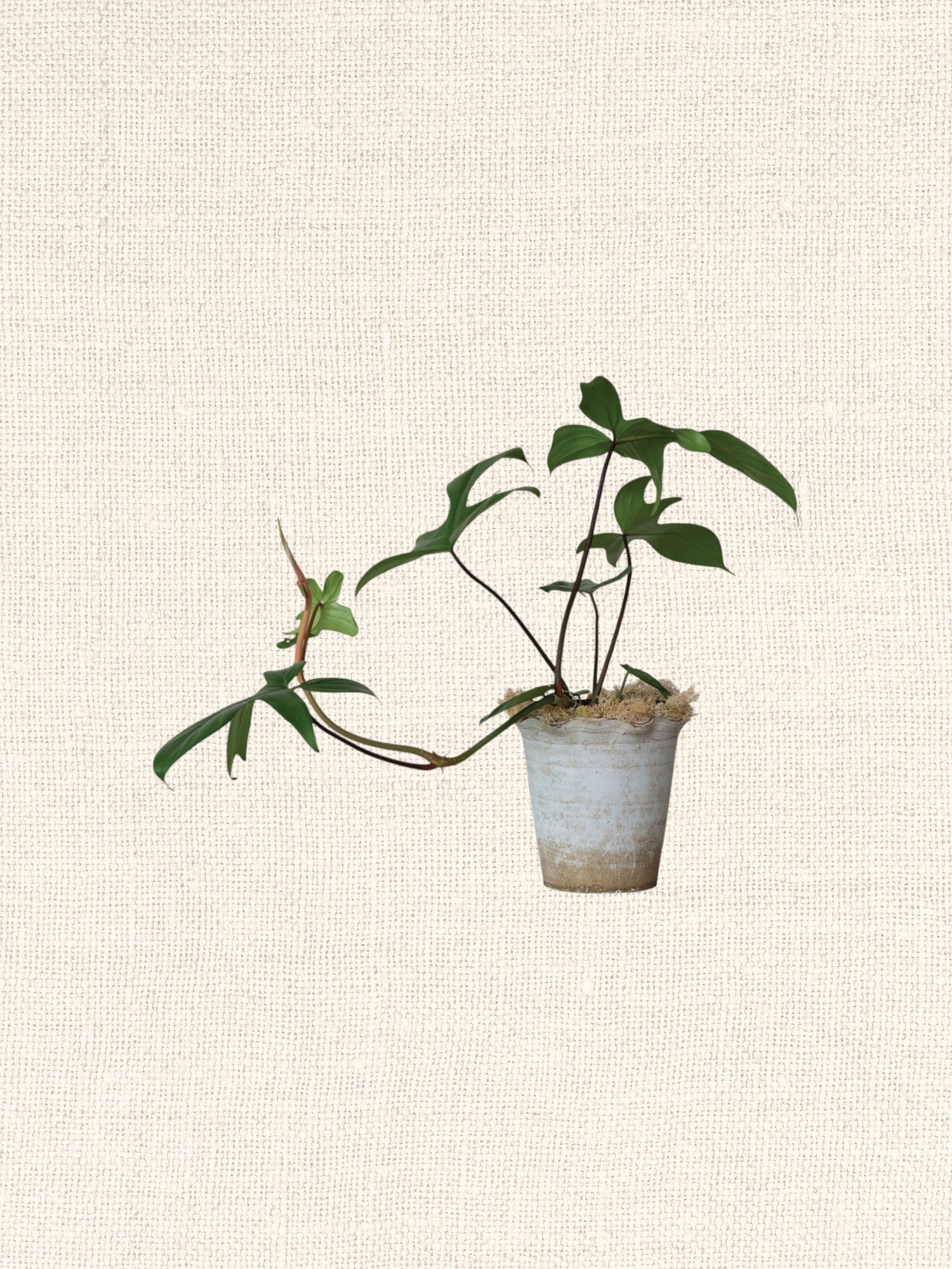 Terra-cotta Planter w/ Ruffled Edge | Distressed Finish | Natural